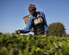 Kenya tells tea factories to cut ties with Rainforest Alliance due to costs