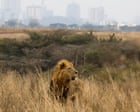 Nairobi’s lions are almost encircled by the city. A Maasai community offers a key corridor out