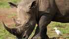 Ears 'notched' in drive to boost Kenya's Rhino population