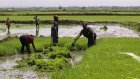 Nubian women in Kenya revive tradition through urban farming
