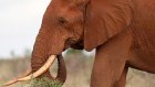 Elephant forced to drink beer at Kenyan nature park