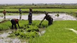 Nubian women in Kenya revive tradition through urban farming
