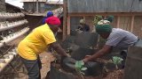 The Nubian women reviving traditional agriculture in Nairobi's largest slum