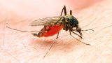Cette maladie nous a tout volé: des hommes atteints d'éléphantiasis après des piqures de (…)
