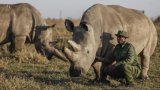 Nous les sauverons: l'espoir de ressusciter des rhinocéros techniquement éteints